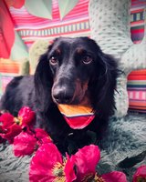 31.5" Drop Leaf Dining Table for Small Space,Small Kitchen Table Set for 2 in Alamogordo, New Mexico