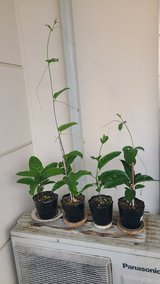 Passion Fruit plants in Okinawa, Japan