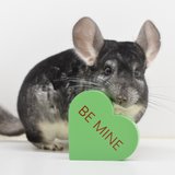 4 Year Old Standard Grey Male Chinchilla Up for Adoption -- "Jerry" in Chicago, Illinois