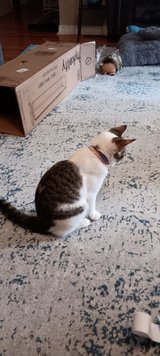 free kittens (8) need gone. also 4.7mo old, 2 f and 2 m in Fort Polk, Louisiana