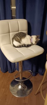 beautiful cat 7 months old needs new home in Fort Polk, Louisiana