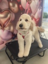 OKINAWA JEWEL DOG GROOMING SERVICES in Okinawa, Japan