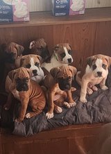 Pure BoxMas puppies in Fort Leonard Wood, Missouri