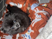 4 month old Pom puppy in Tacoma, Washington