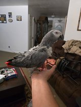 African gray parrot in Fort Polk, Louisiana