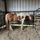 Paint Horse in Leesville, Louisiana