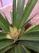 **PINEAPPLE PRODUCING PLANT** in Alamogordo, New Mexico