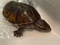 Doctor J ( Female) in Wiesbaden, GE