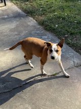 Female Dog in Fort Polk, Louisiana