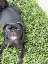 Black female pug in Houston, Texas