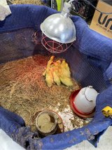 Moscovy ducklings in Fort Polk, Louisiana