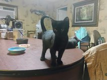 7 kittens litterbox trained in Leesville, Louisiana