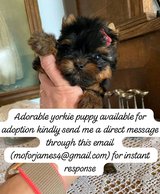 Yorkies puppies available in Cambridge, UK