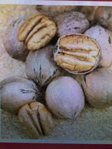 **IN SEARCH FOR UNWANTED PECANS** in Alamogordo, New Mexico