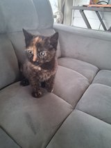 Kitten 8 weeks old in Camp Lejeune, North Carolina