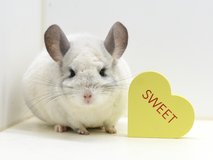 (Almost) 8 Year Old White Mosaic Female Chinchilla Up for Adoption -- "Marshmello" in Chicago, Illinois