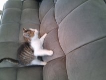 2 Kitten 8 weeks old in Camp Lejeune, North Carolina