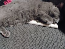 Male cat in Yucca Valley, California