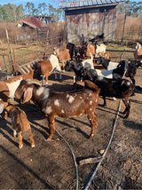 Large male goats in Fort Polk, Louisiana