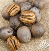 **WANTING YOUR UNWANTED PECANS** in Alamogordo, New Mexico