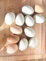 BYM hatching eggs in Leesville, Louisiana