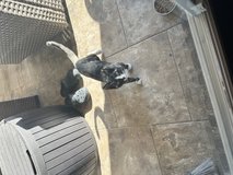 Free Cat in Moody AFB, Georgia