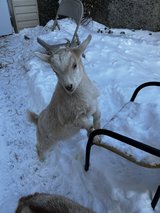 Nigerian Dwarf buckling in Fort Leonard Wood, Missouri