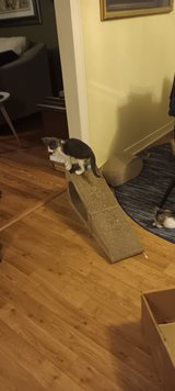 kittens available for free to good home PLEASE in Fort Polk, Louisiana