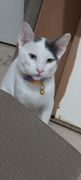 two white 6mo old. one male,one female in Fort Polk, Louisiana