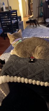 solid gray teenage kitten in Fort Polk, Louisiana