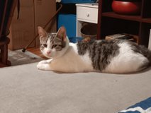 This is Skyler, a 6 mo old female who needs a LOVING HOME in Fort Polk, Louisiana