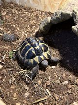 Free Turtle and Terrarium to a Good Home in Ramstein, Germany