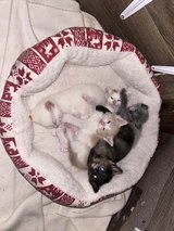 Free kittens in Fort Leonard Wood, Missouri