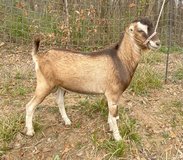 LaMancha buck in Kingwood, Texas