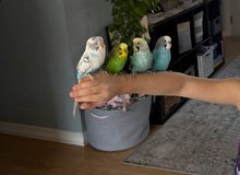 tame parakeet in Vista, California