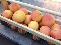 Fresh Pink Grapefruit in Vacaville, California
