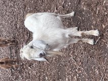 Brush goat buck—-must go in Leesville, Louisiana