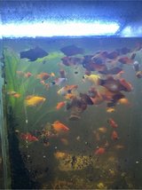 fresh water fish in Leesville, Louisiana