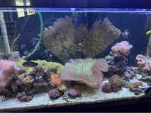 45 gallon saltwater fish tank in Okinawa, Japan