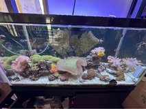 45 gallon salt water fish tank in Okinawa, Japan