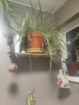 spider plant in Lakenheath, UK