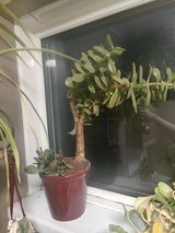 jade plant in Lakenheath, UK