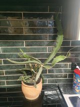 dragon fruit cactus in Lakenheath, UK