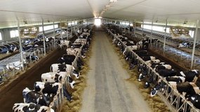 Important buyer in Tampa, Florida