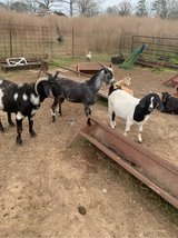 male goat in Fort Polk, Louisiana