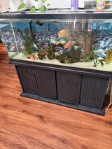55 gallon aquarium in Chicago, Illinois
