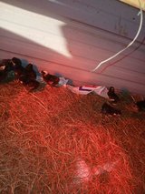 Barred rock chicks for sale in Fort Polk, Louisiana