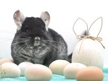 11-12 Year Old Black Velvet Male Chinchilla Up for Adoption -- "Toby" in Chicago, Illinois