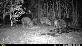 Hog hunts in Camp Lejeune, North Carolina
