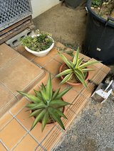 3 Potted Plants in Okinawa, Japan